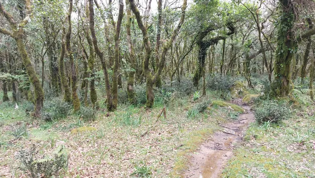 Llanos del Juncal- Tarifa