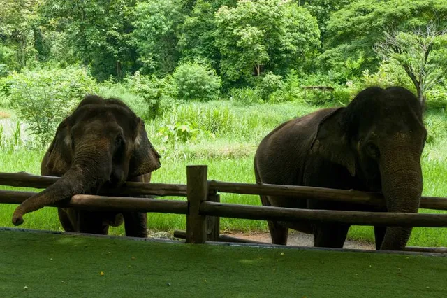Thai Elephant Conservation Center