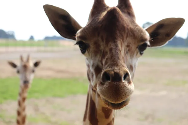 Safari Wild Animal Park