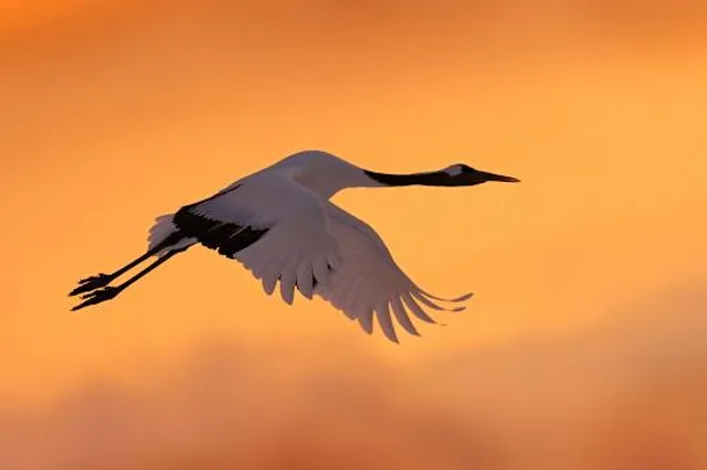 Tanchō-zuru crane shizen kōen nature park