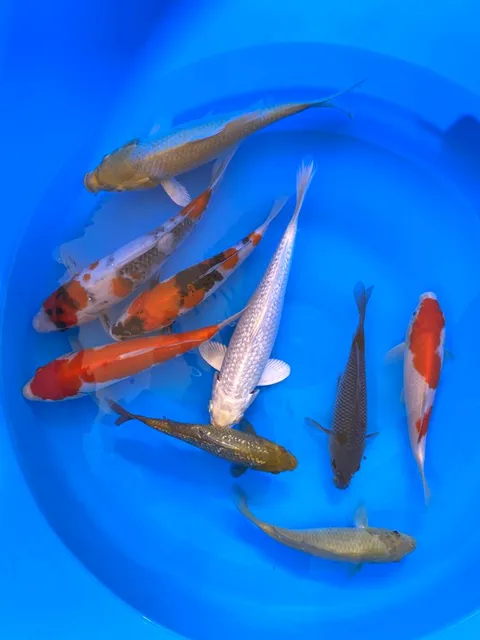 photo-2
