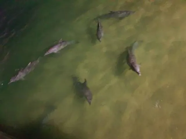 Tangalooma Wild Dolphin Feeding