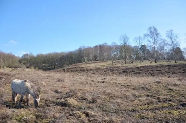 Hothfield Heathlands Nature Reserve