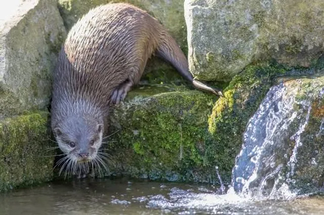 Riverside Wildlife Center