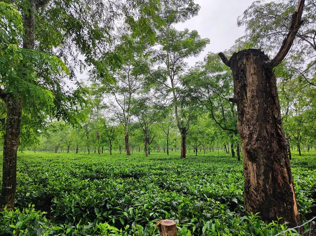 Mancotta Tea Estate Garden