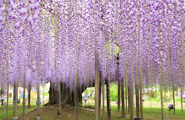 Ashikaga Flower Park