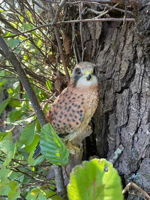 Eco Parc de la vallée de l'Asco