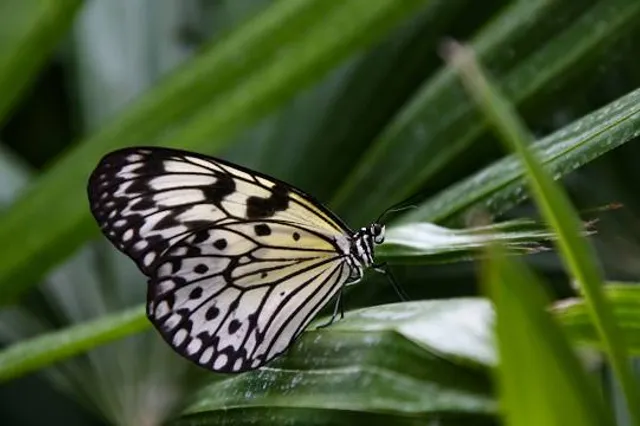 Butterfly Wonderland