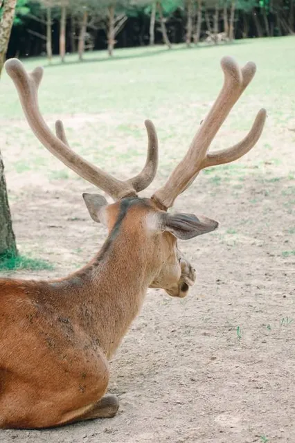 Bőszénfa deer farm