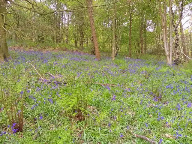 Spring Wood, Whalley
