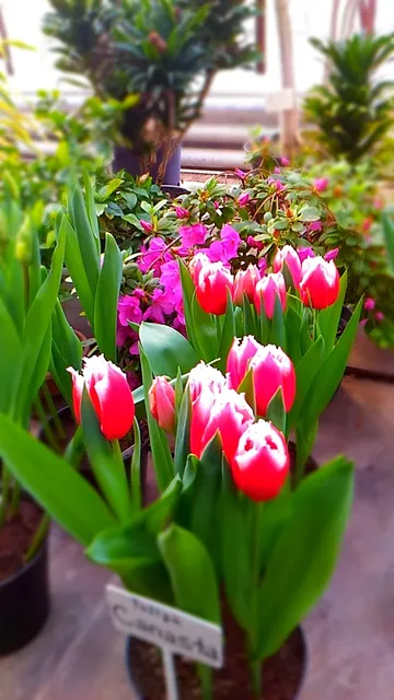 Volzhskaya Oranzhereya