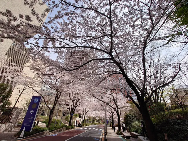 Roppongi Sakura-zaka
