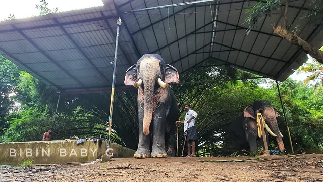 Puthuppally Elephants Official