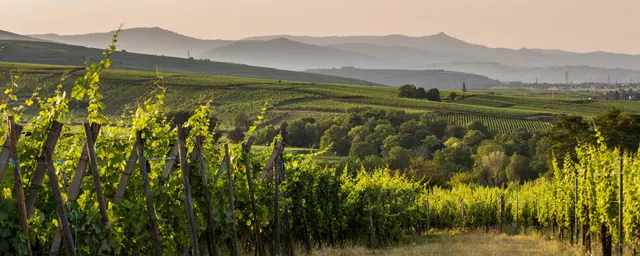 Domaine Joseph Gruss & Son (Fine Wines of Alsace)