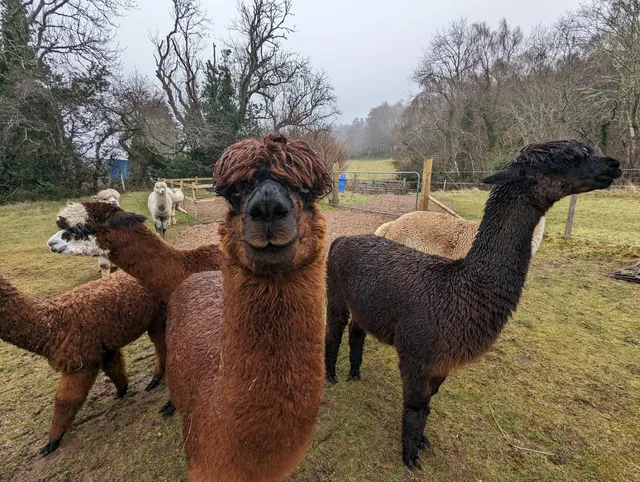 Loch Ness Alpacas