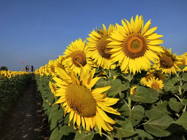 Sunflower Fields, Rai Khun Ramyong