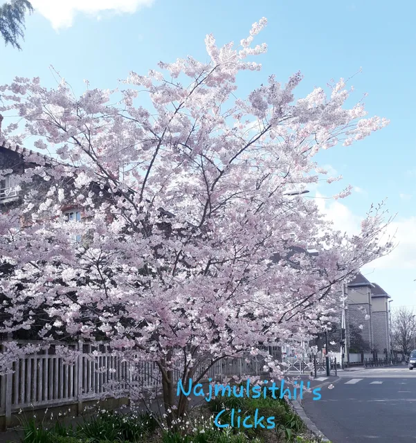 Place Auguste Romagné