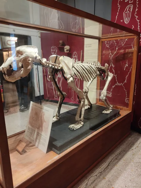 Musée d'archéologie ligure