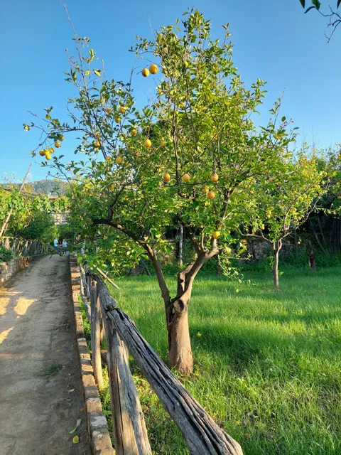 Agruminato Garden