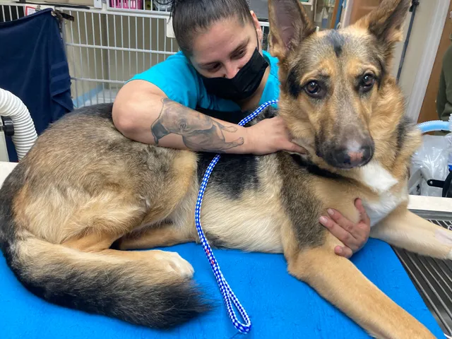 Tierrasanta Veterinary Hospital