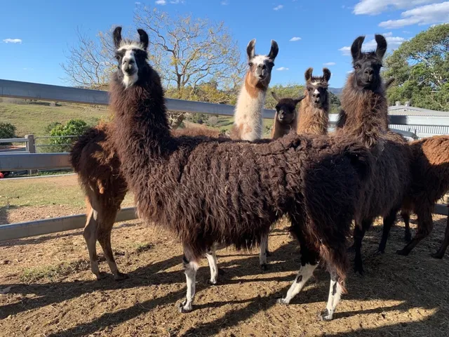 The Llama Farm