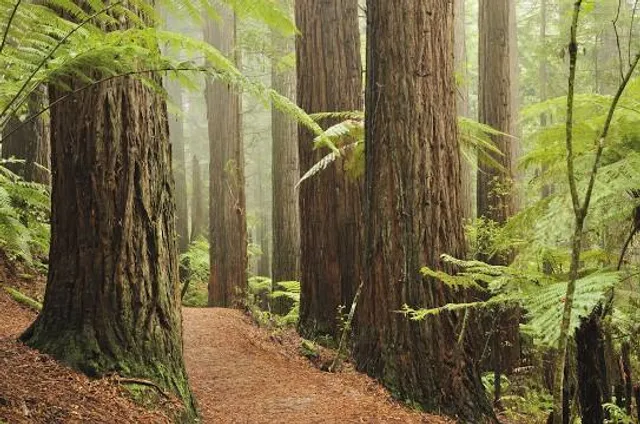 The Redwoods - Whakarewarewa Forest