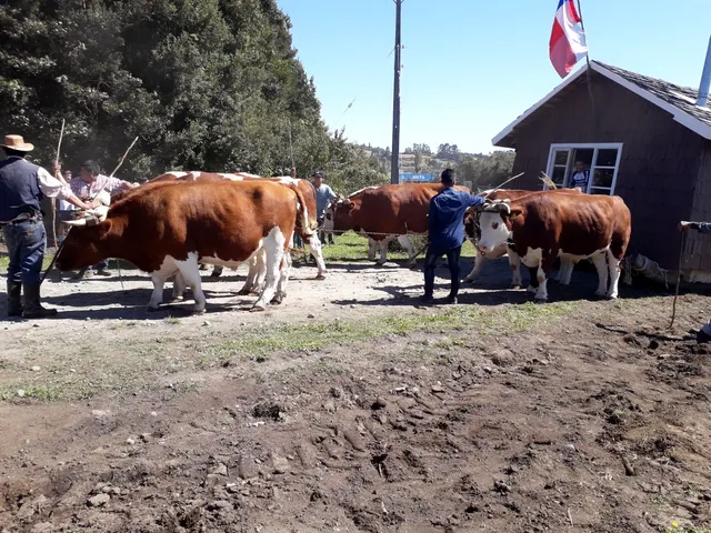 Parque Municipal Hueñoco