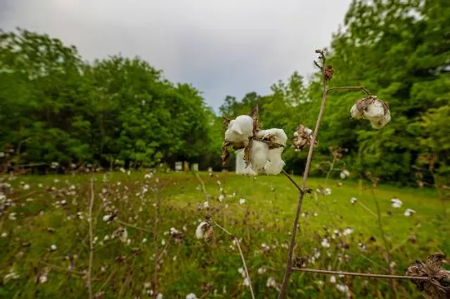 Historic Oak View County Park