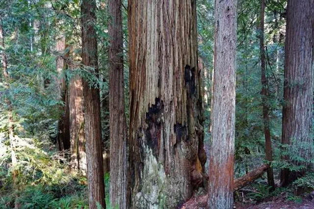 Stout Grove Trailhead