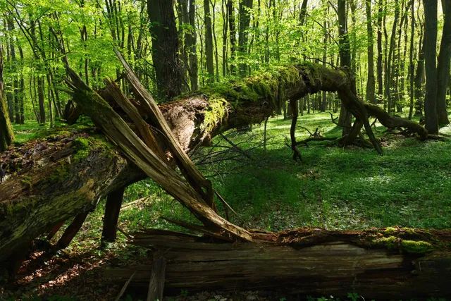 Lipówka Naturę Reserve
