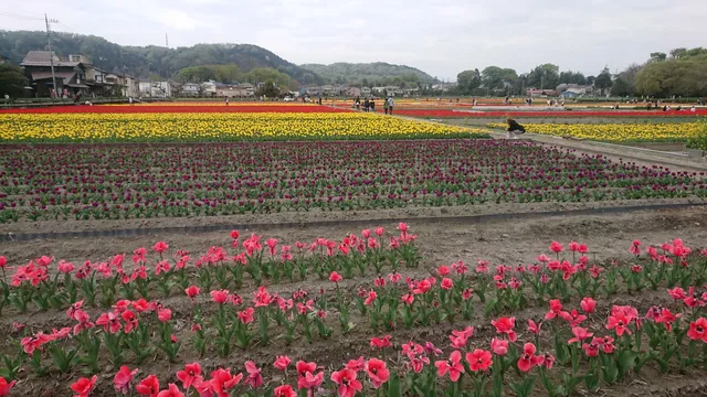 Tulip Park