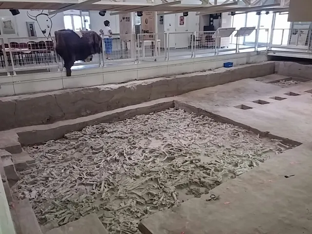 Hudson-Meng Bison Kill Bed