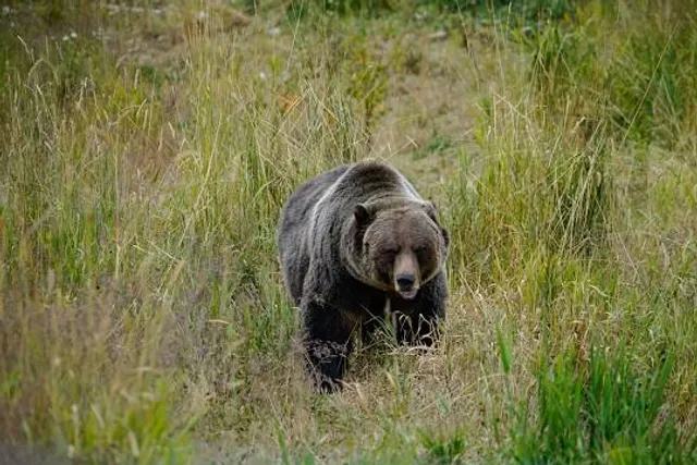 Grizzly Bear Interpretive Centre