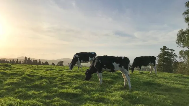 Âmago Wellness Farm (formerly The Farm Azores)