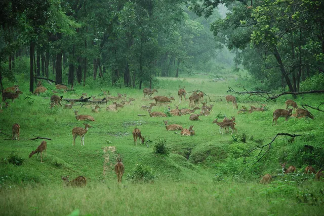 Satpura Jungle Safari
