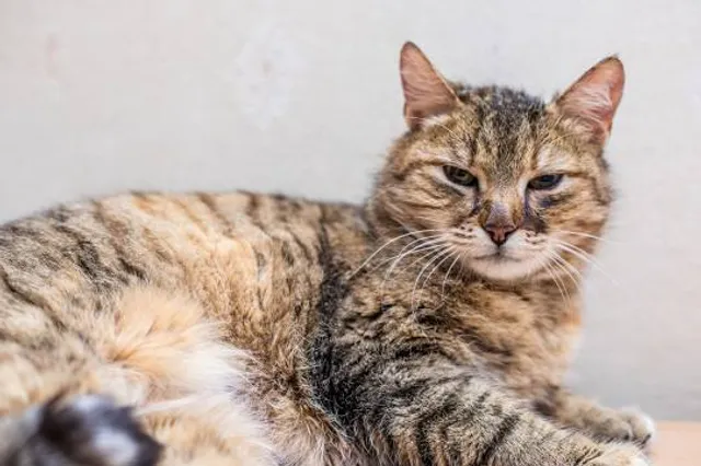 North American Bigfoot Center