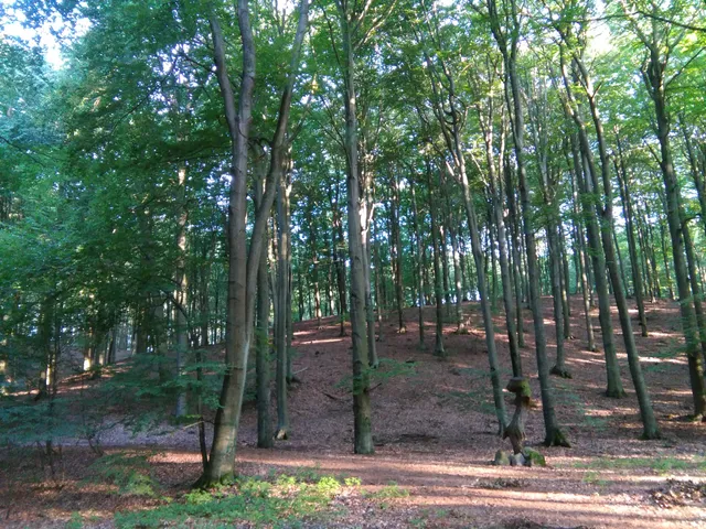 Rezerwat przyrody Buczyna Łagowska