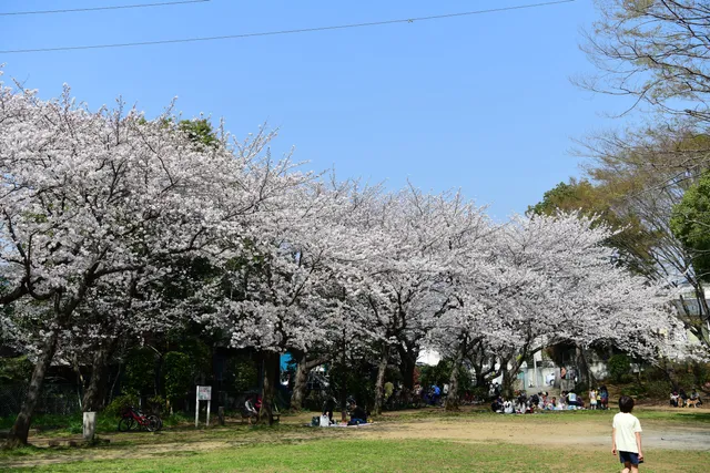 Takanedai Sakura Park