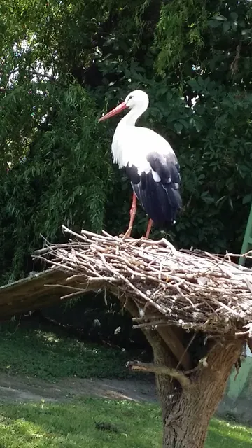 White Stork Museum