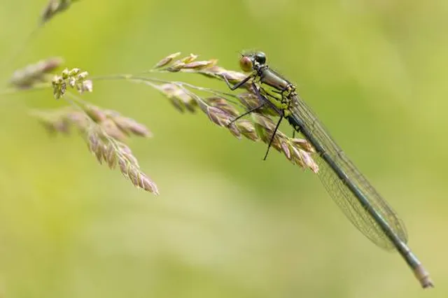 Ditchford Lakes And Meadows