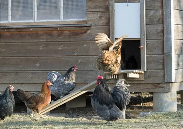 Small Breeds Farm Park