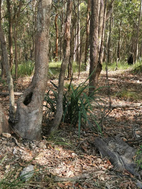 Belmont Hills Reserve