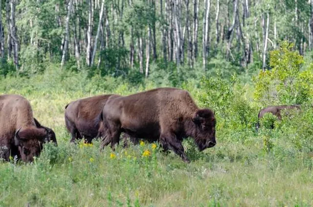Lake Audy Bison Enclosure
