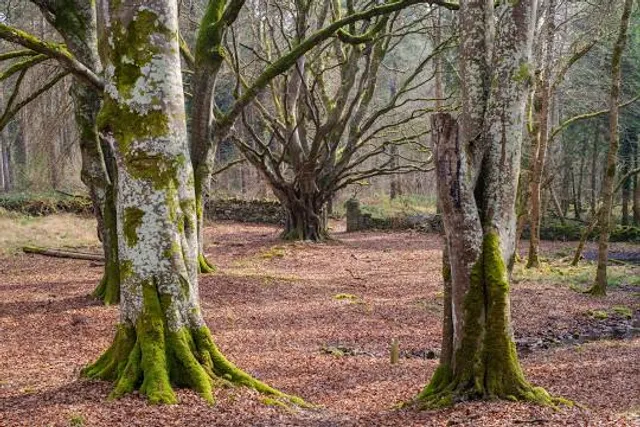 Portumna Forest Park