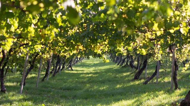 Cantina Casali Viticultori