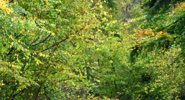 Office National des Forêts