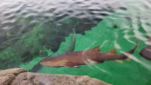 Shark Encounter
