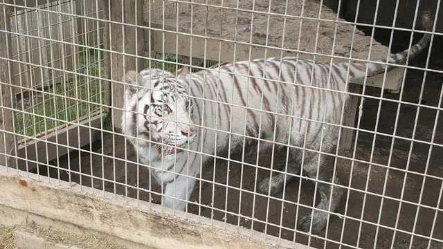 Critter Country Animal Farm