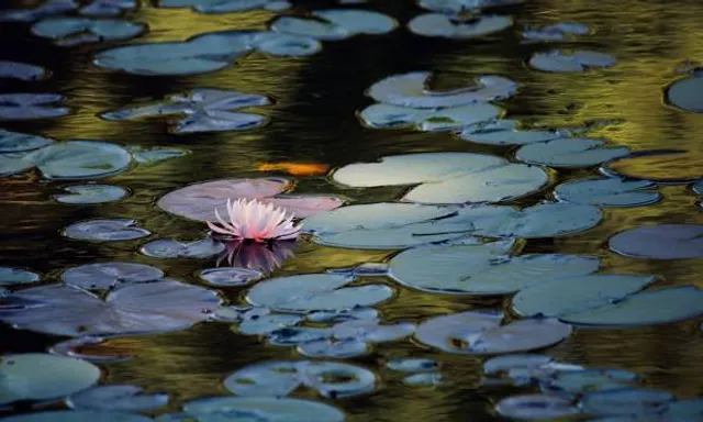 Mill Pond Reservoir Trail Parking