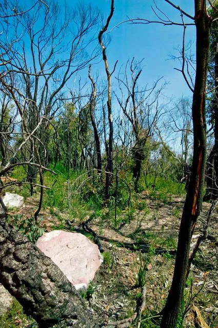 McCarrs Creek Reserve